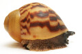Archachatina marginata ssp. Cameroon 6 juvenil
